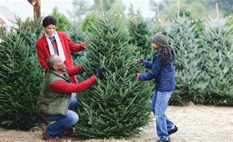 home depot christmas tree lot|christmas tree life expectancy.